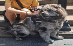 Chow Chow dogs for stud: MEARL  Champion bloodline CHOW CHOW - Image 2