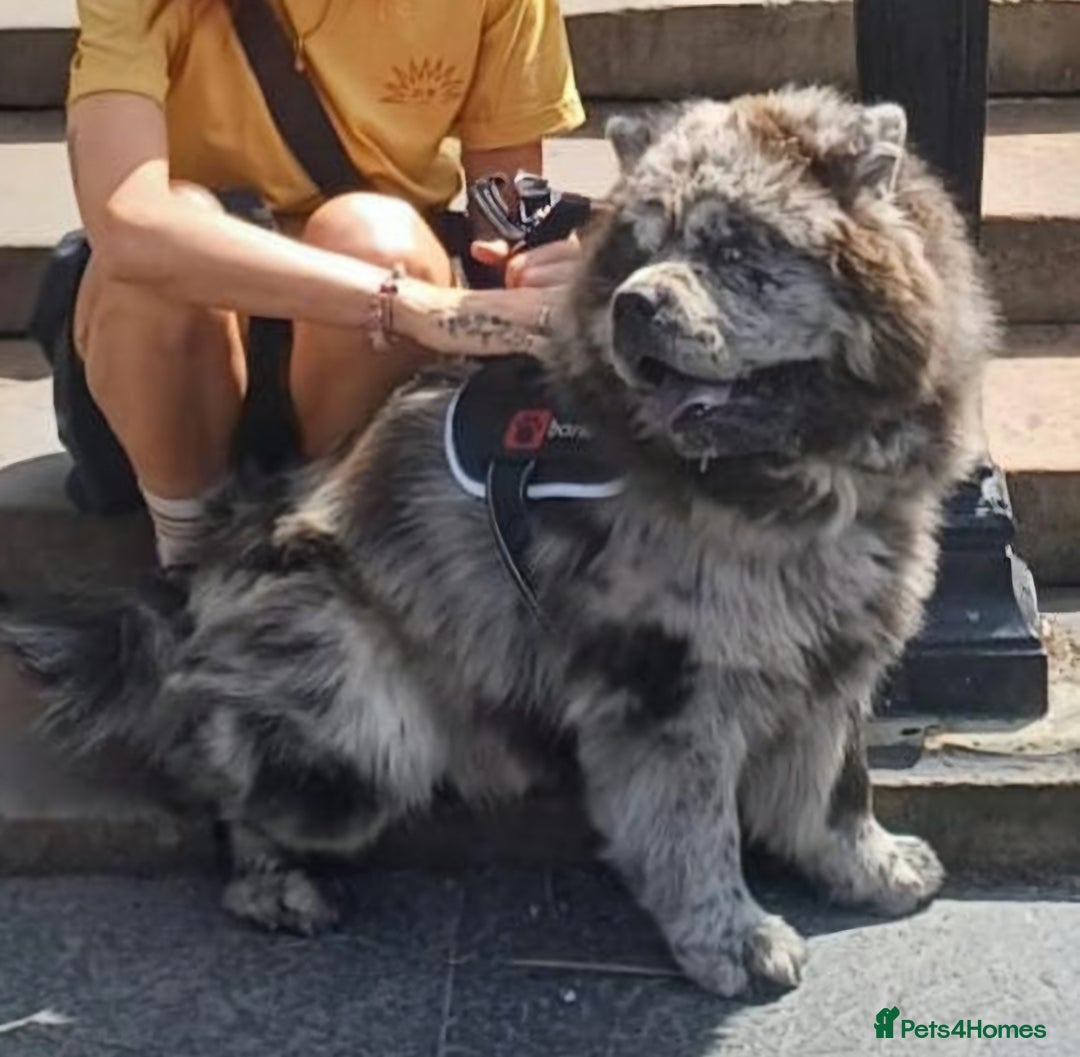 Chow Chow dogs for stud: MEARL  Champion bloodline CHOW CHOW - Image 2