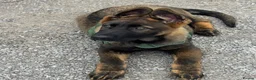 German Shepherd dogs for sale: KC Registered German Shepherd PuppiesChampion Line - Advert 21
