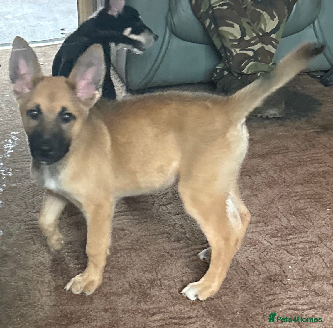 Mixed Breed dogs Puppies  - Advert 17