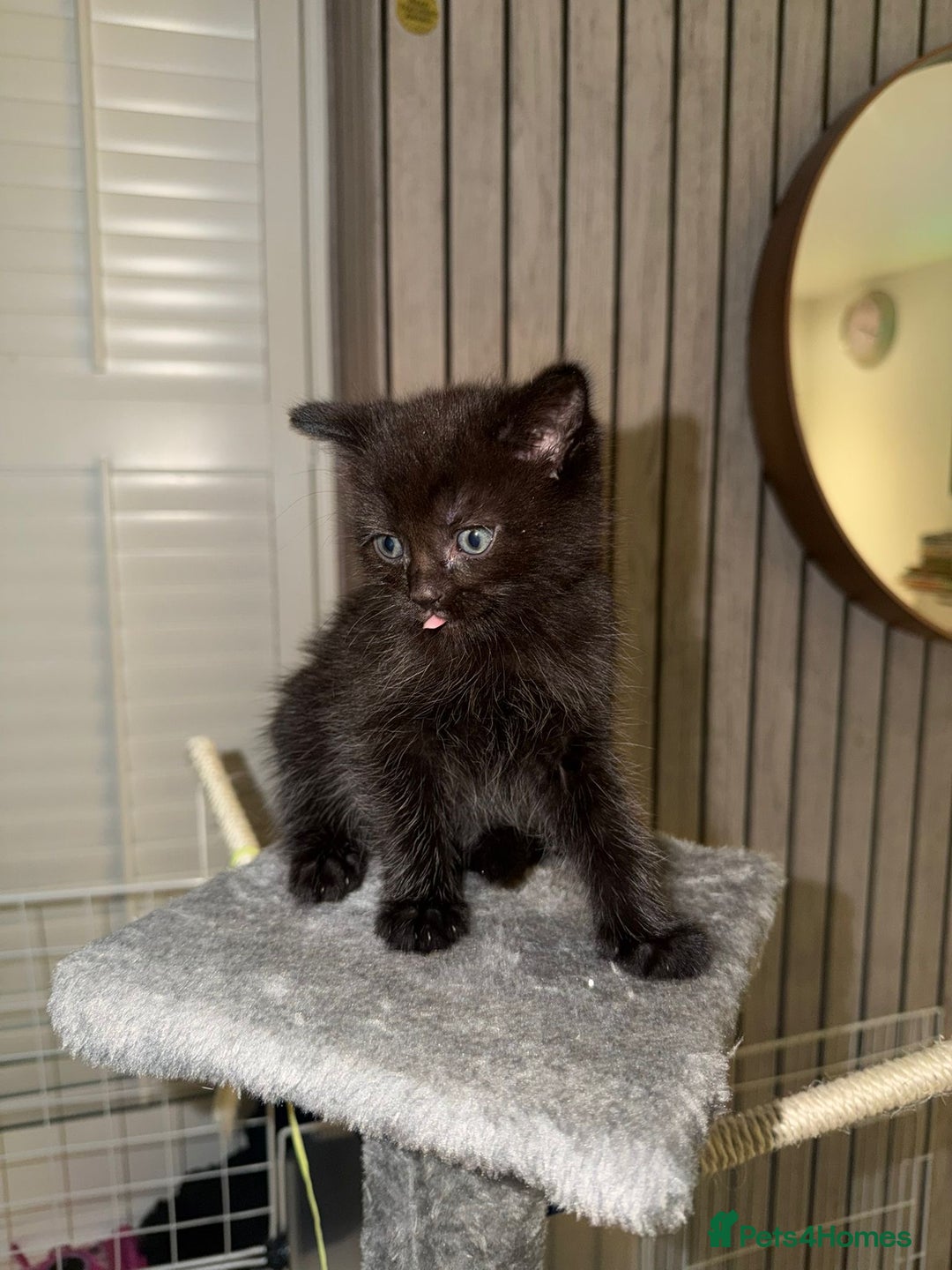 European cats for sale: 6 beautiful tabby/black kittens for sale! - Advert 6