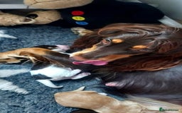 Cocker Spaniel dogs for sale: One tri colour girl looking for forever home - Image 8