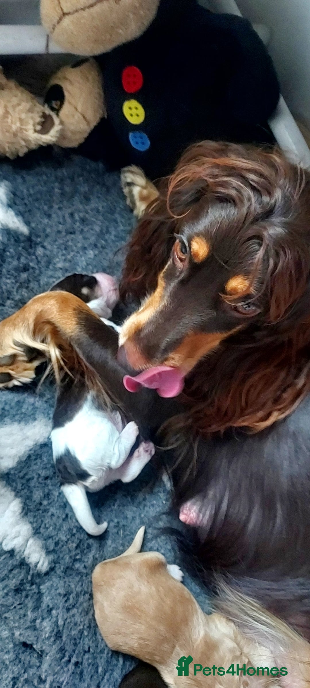 Cocker Spaniel dogs for sale: One tri colour girl looking for forever home - Image 8