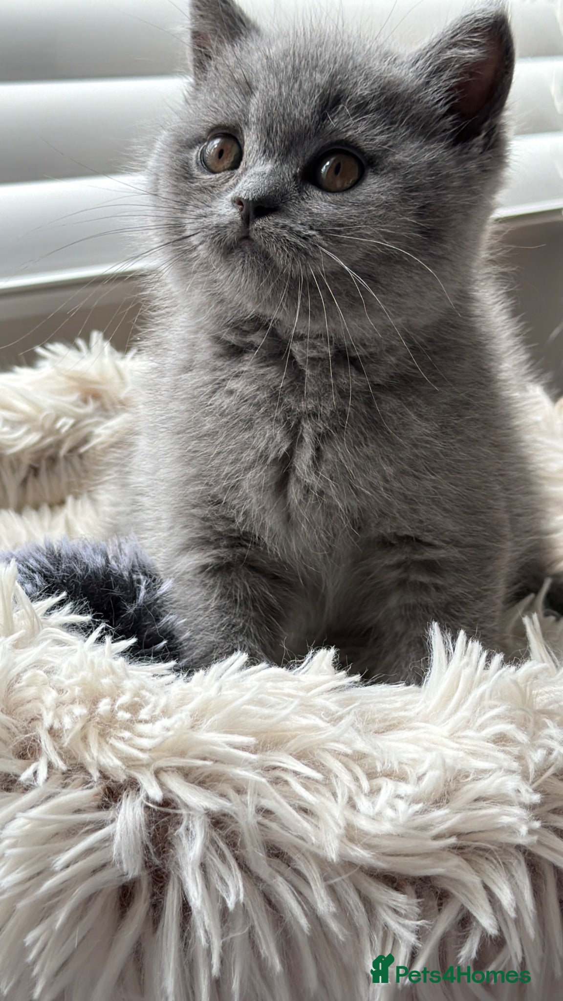 British Shorthair cats Blue BSH kittens excellent quality Tica reg - Advert 18
