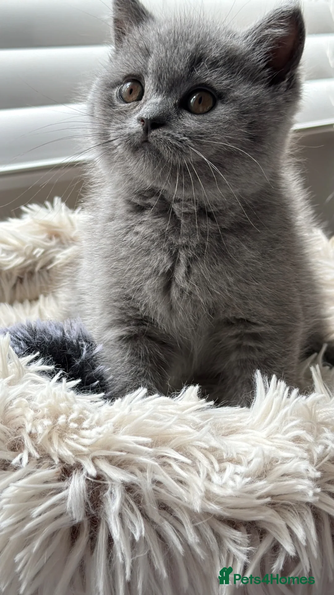British Shorthair cats for sale: Blue BSH kittens Tica reg Champions line 🏆 - Advert 2