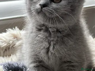 British Shorthair cats Blue BSH kittens excellent quality Tica reg - Advert 5