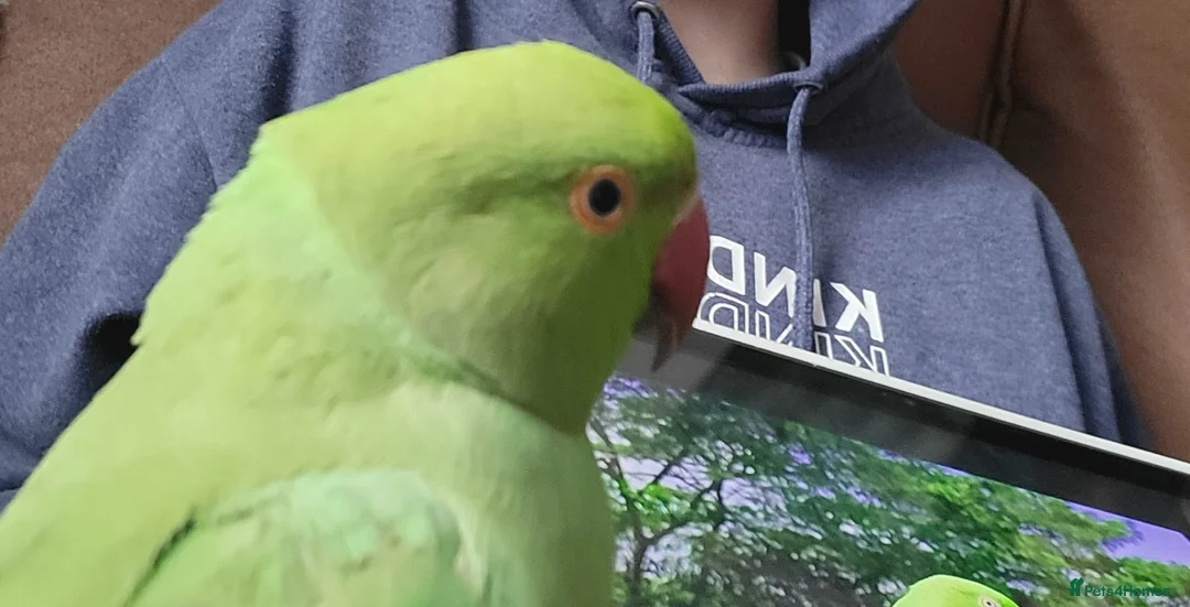 Ringnecks birds for sale: 2 ringneck parrots - Advert 1