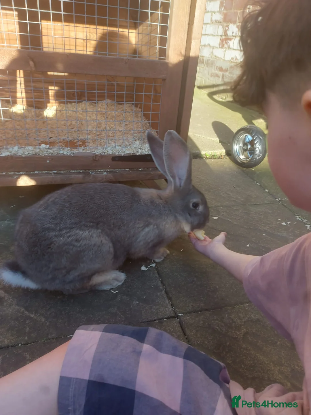 Flemish rabbits for sale: Large flemish rabbit for sale  - Advert 2