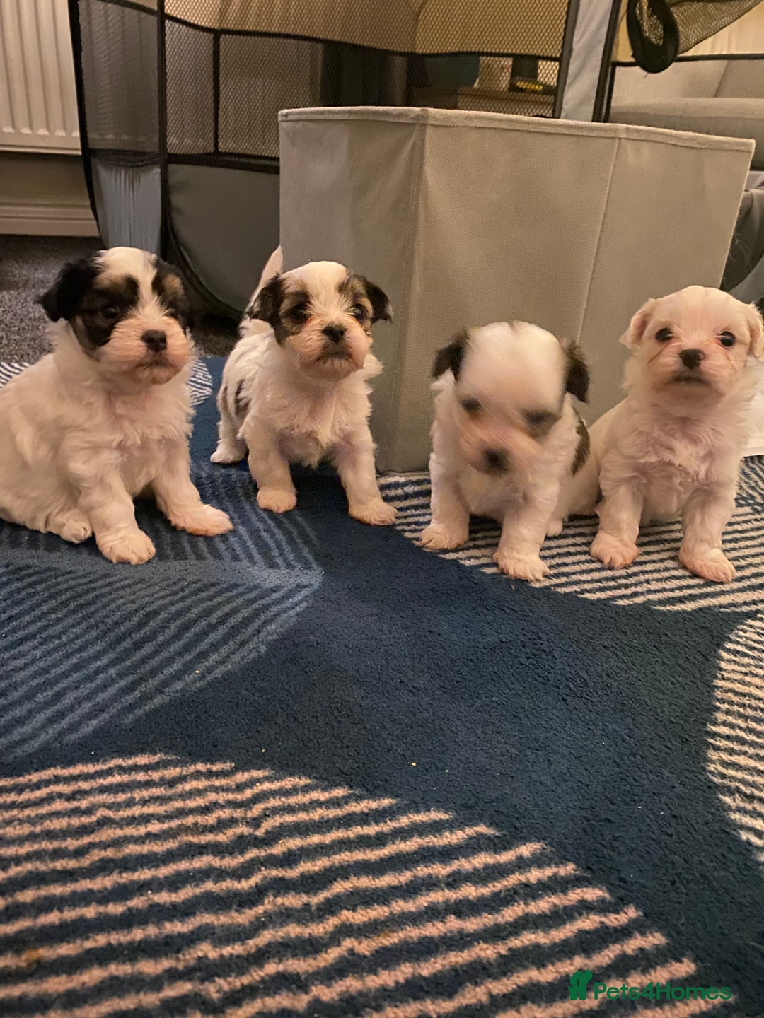 Malshi dogs for sale: Malshi puppies - Advert 3