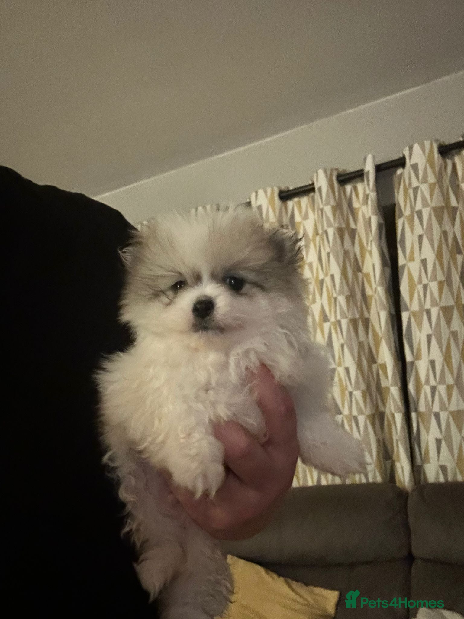 Pomeranian dogs TINY Gorgeous KC Pomeranians Pups - Advert 9