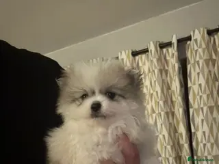 Pomeranian dogs TINY Gorgeous KC Pomeranians Pups - Advert 9