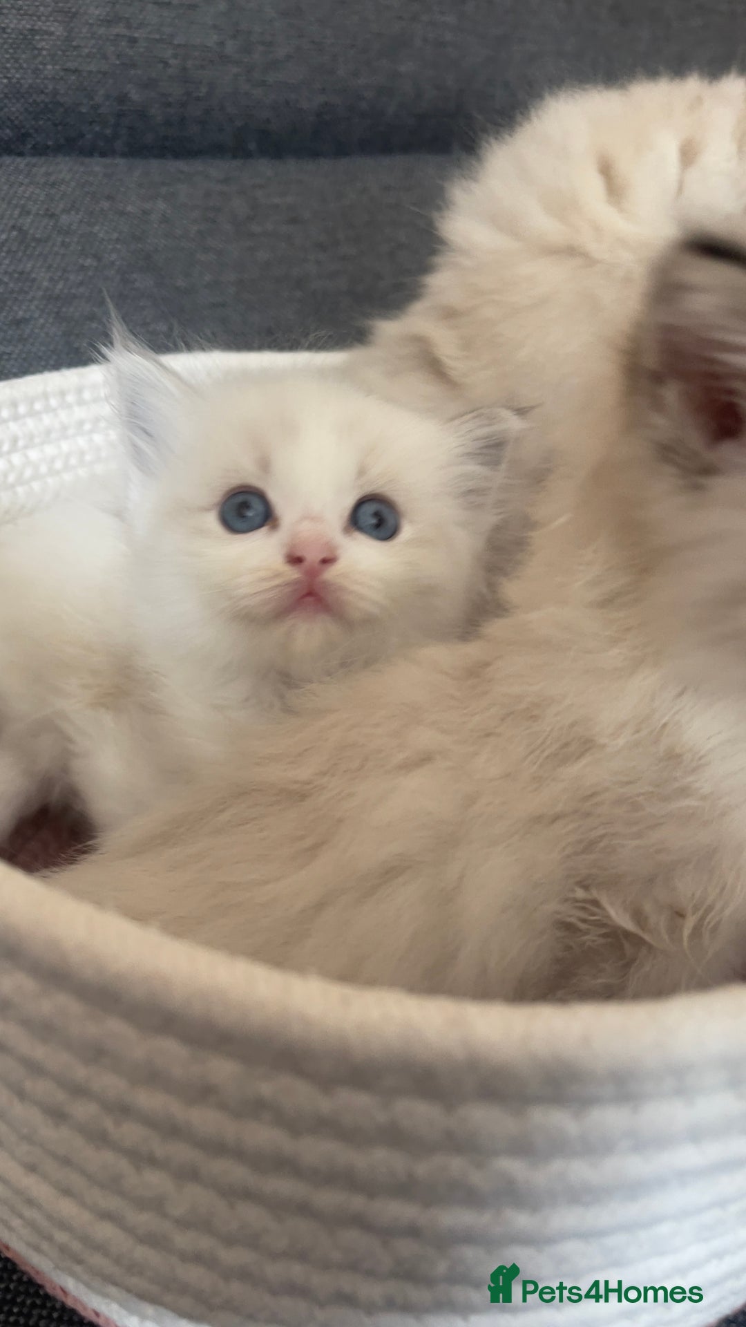 Ragdoll cats for sale: Beautiful Ragdoll Kittens Ready for Reservaton! 🐾 - Image 4