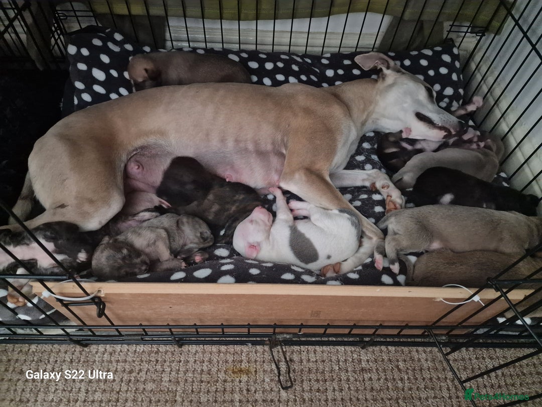 Lurcher dogs for sale: Lurcher poppies  - Image 8