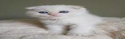 Scottish Fold cats for sale: ⭐️ Top Quality Scottish Fold Kittens ⭐️ - Advert 3