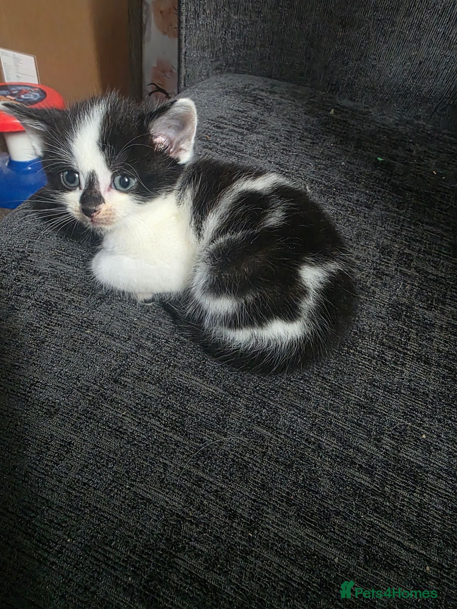 Mixed Breed cats Last kitten left from a beautiful litter  - Advert 1