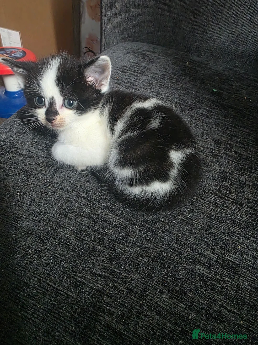 Mixed Breed cats for sale: Available now! Last boy left  - Advert 1