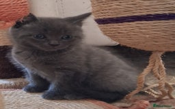 Scottish Fold cats for sale: Beautiful Grey Scottish Fold & Straight Kittens - Image 4