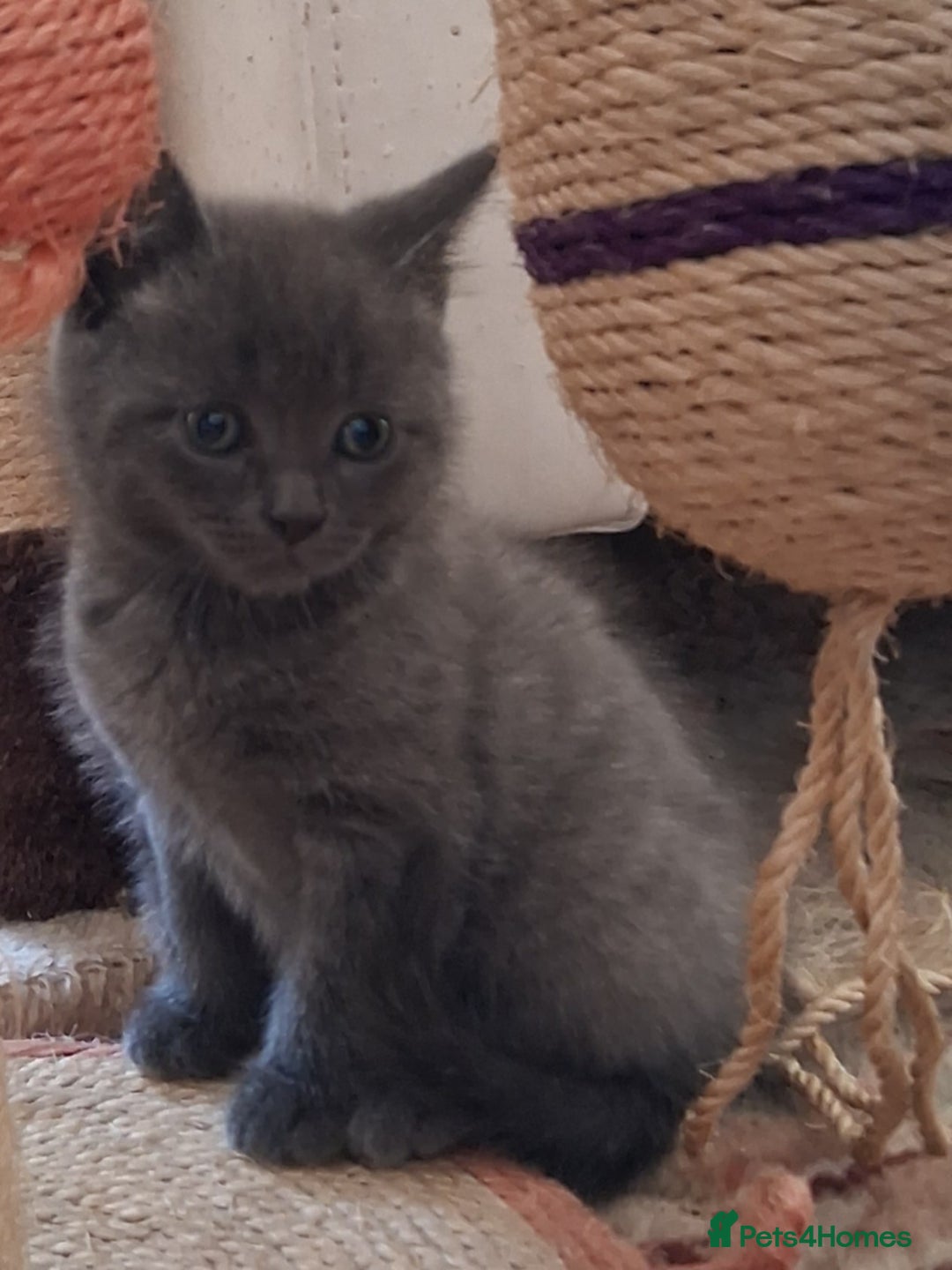 Scottish Fold cats for sale: Beautiful Grey Scottish Fold & Straight Kittens - Image 4