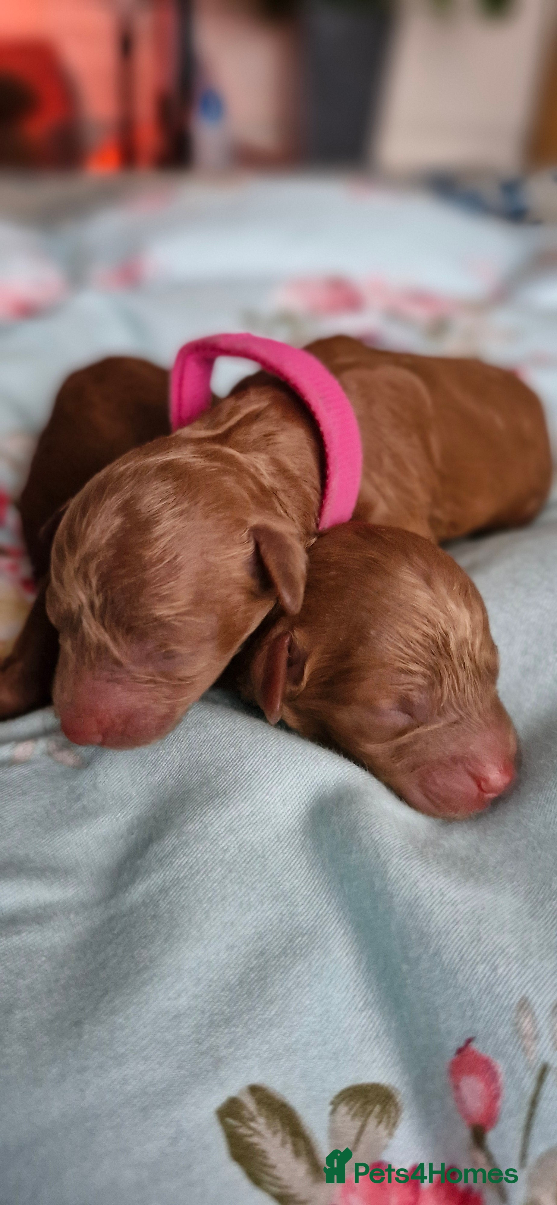 Toy Poodle dogs Red tiny Toy Poodles GIRLS  - Advert 3