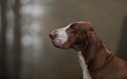 Bracco Italiano dogs for sale: Exciting litter Due September  - Image 9