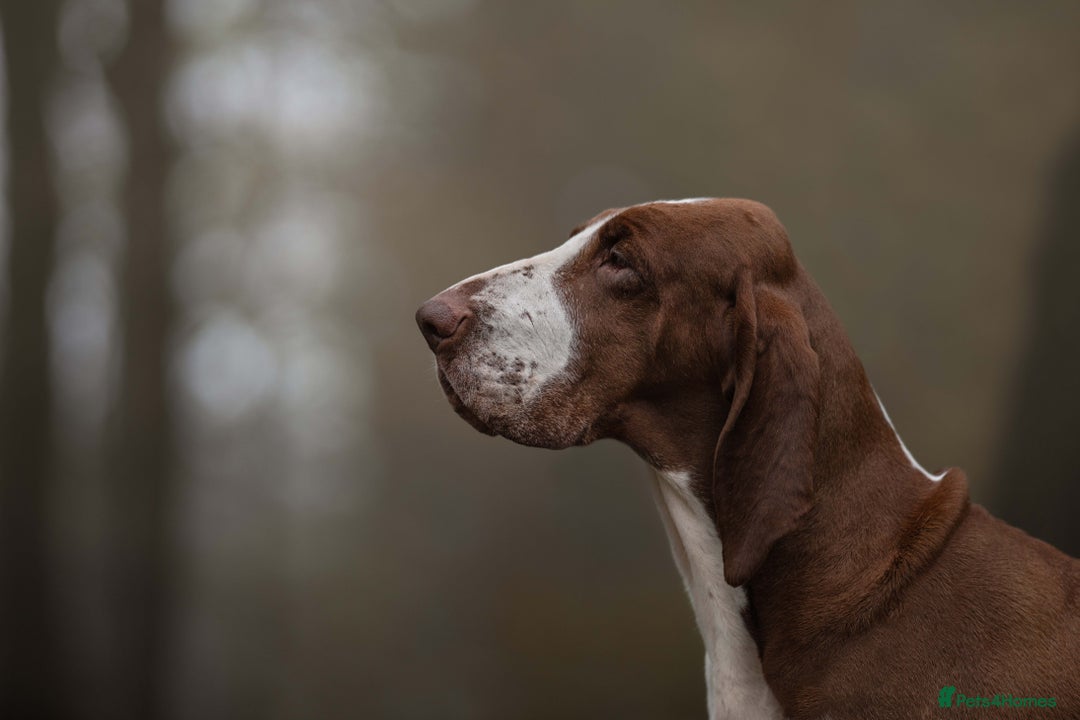 Bracco Italiano dogs for sale: Exciting litter Due September  - Image 9