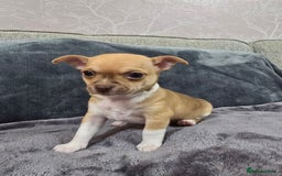 Chihuahua dogs for sale: Chihuahua pedigree pups. Not KC. - Image 22