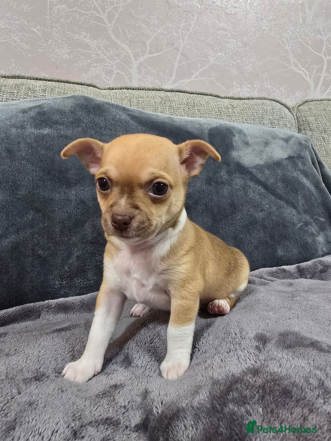 Chihuahua dogs for sale: Chihuahua pedigree pups. Not KC. - Image 22
