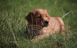 Golden Retriever dogs for sale: Dark Red Kc Registered Golden Retriever Puppies - Image 4