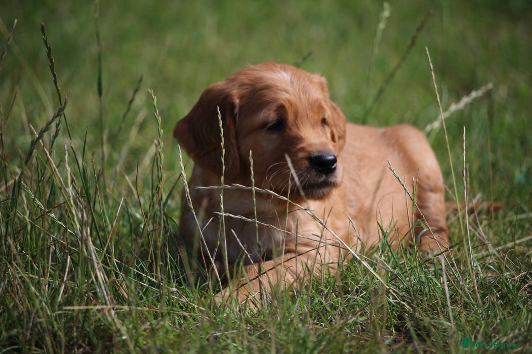 Golden Retriever dogs for sale: Dark Red Kc Registered Golden Retriever Puppies - Image 4