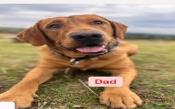 Labrador Retriever dogs for sale: Litter of 9 Labrador puppies for sale  - Image 3