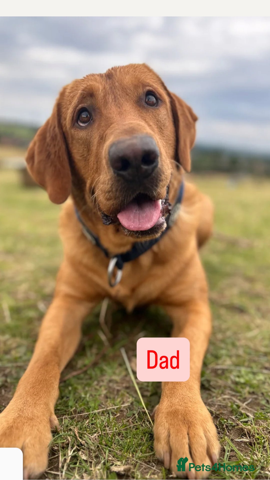 Labrador Retriever dogs for sale: Litter of 9 Labrador puppies for sale  - Image 3