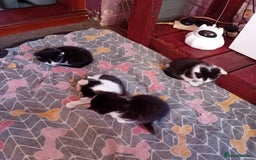 Mixed Breed cats for sale: Male and female kittens for sale  - Image 2