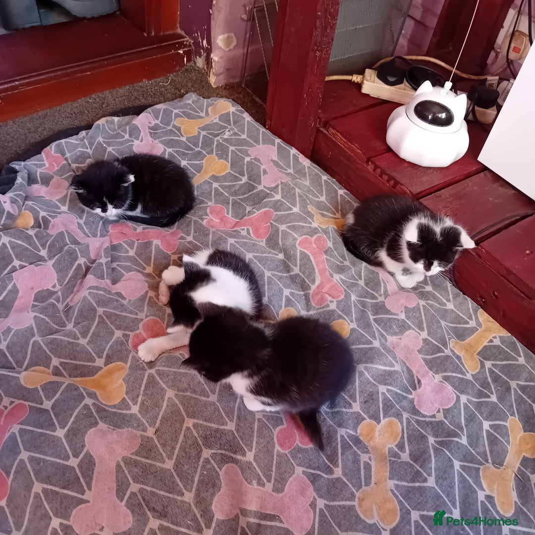 Mixed Breed cats for sale: Male and female kittens for sale  - Image 2
