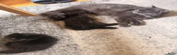 Mixed Breed cats for sale: 2 gorgeous long hair kittens ready for collection  - Advert 6