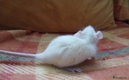 Rat rodents for sale: Female rats all living independently ready to go - Image 7