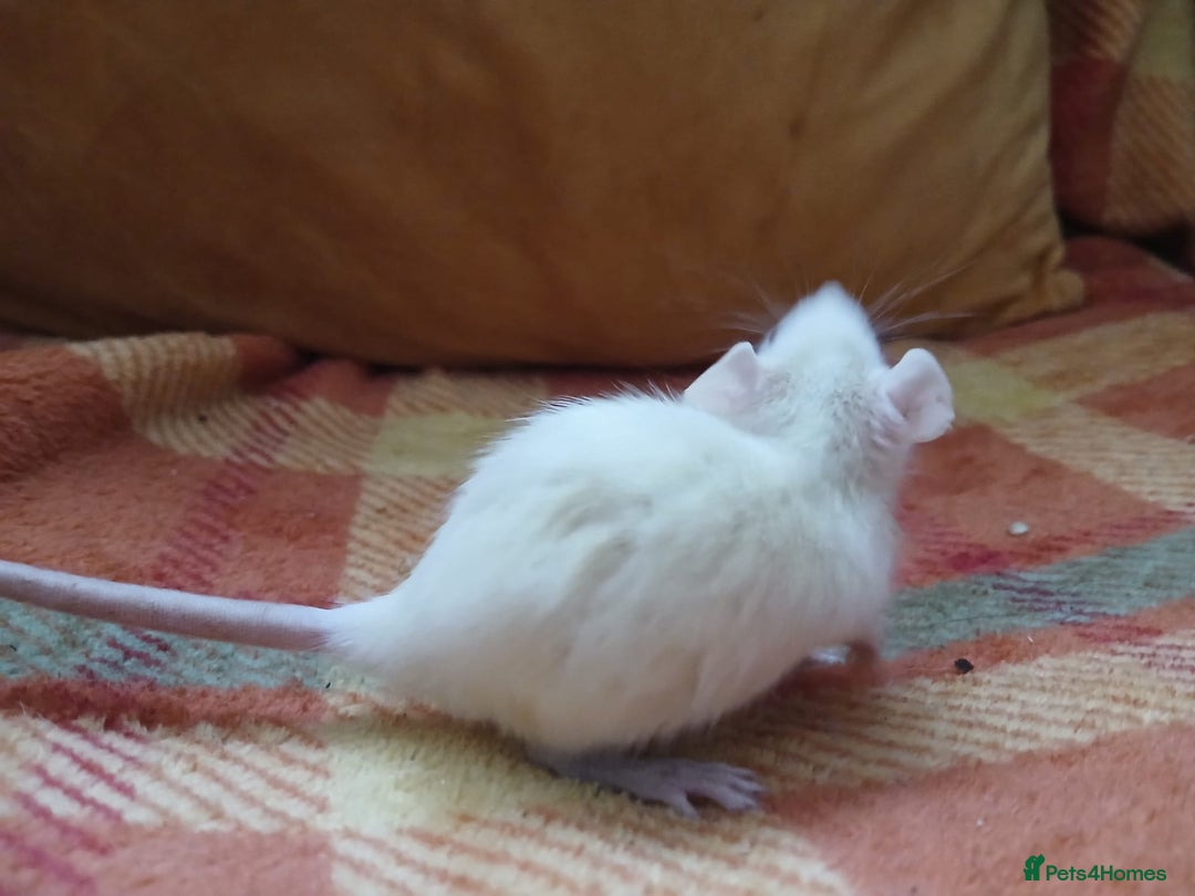 Rat rodents for sale: Female rats all living independently ready to go - Image 7