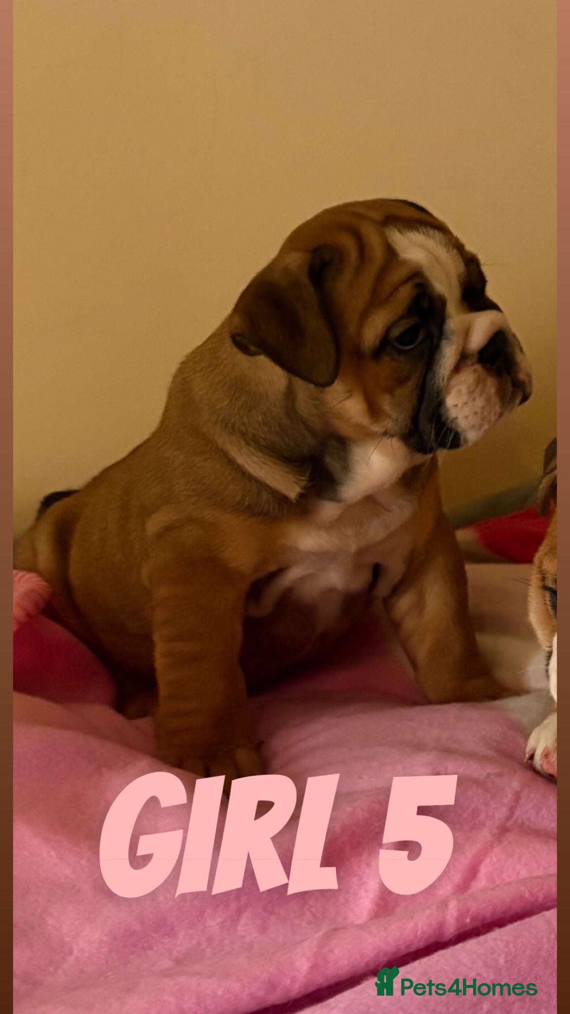 English Bulldog dogs READY FOR THEIR FOREVER HOMES TRADITIONAL BULLDOGS - Advert 15