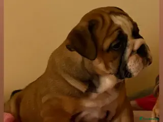 English Bulldog dogs READY FOR THEIR FOREVER HOMES TRADITIONAL BULLDOGS - Advert 15