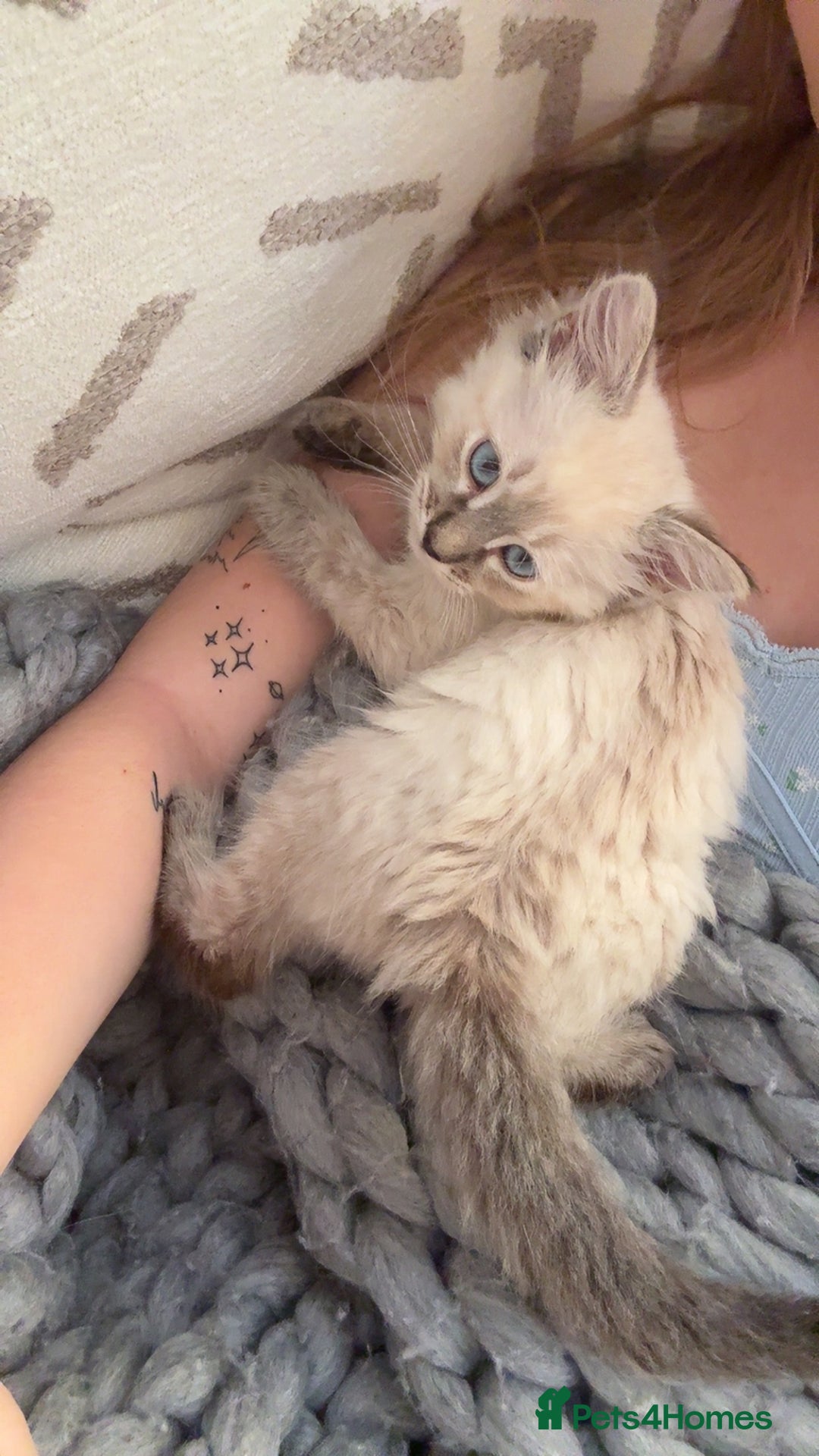 Ragdoll cats for sale: Ragdoll kitten - Image 5