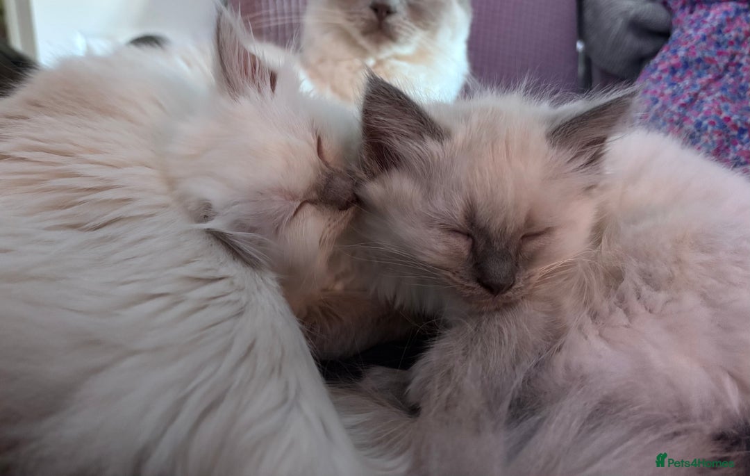Ragdoll cats for sale: 4 adorable Ragdoll kittens  - Advert 3