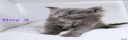 Maine Coon cats for sale: DNA health tested blue maine coon kittens - Advert 19