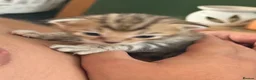 Bengal cats for sale:     Stunning Bengal Cross Kittens  - Advert 15