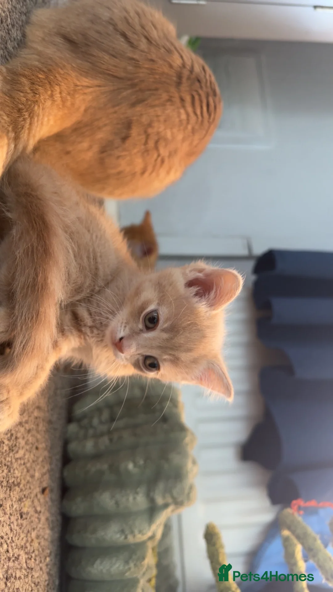 Mixed Breed cats for sale: Lovely kitten for sale  - Advert 1