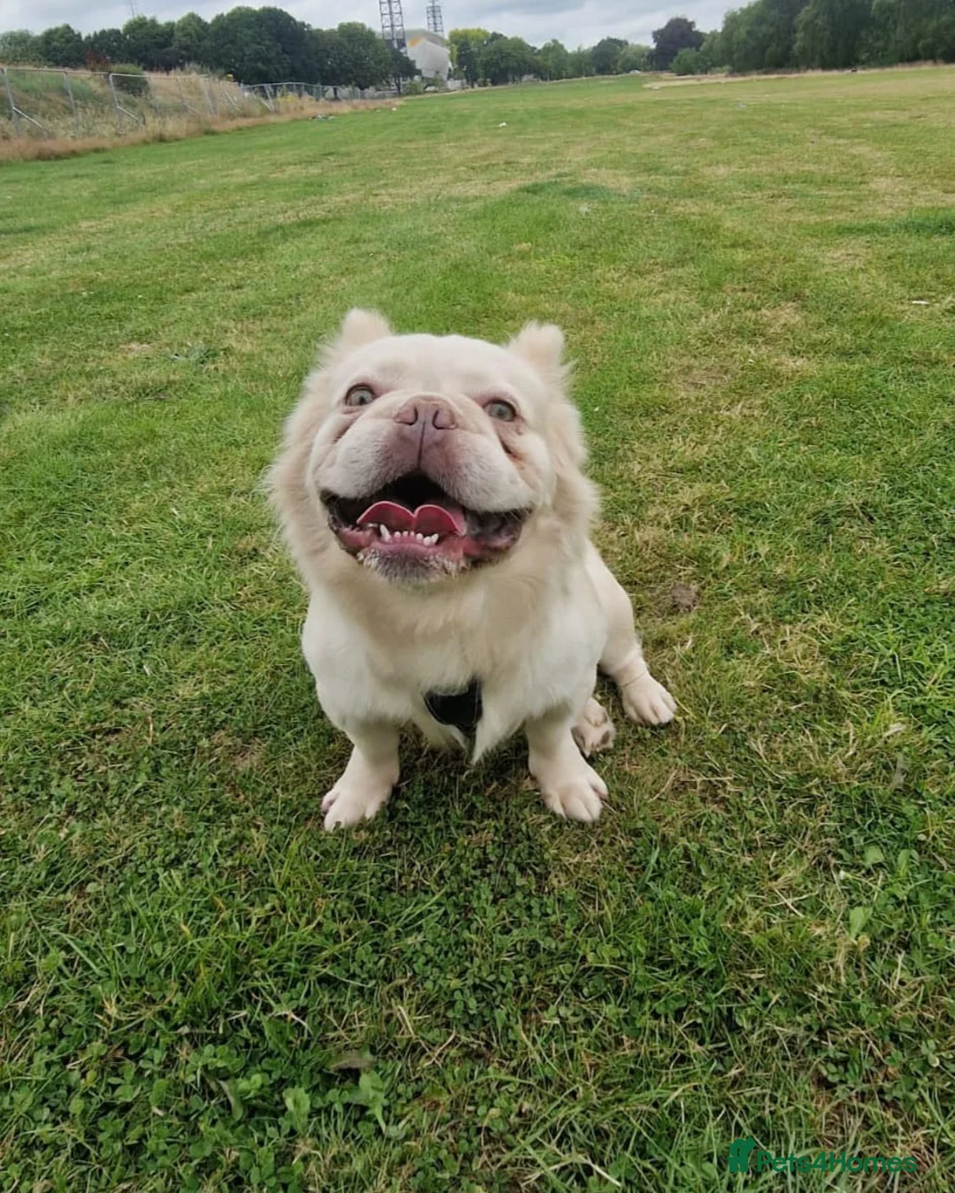 French Bulldog dogs for stud: Gizmo for stud in Birmingham - Advert 5