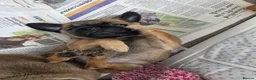 Mixed Breed dogs for sale: Puffin Puppies - Advert 7