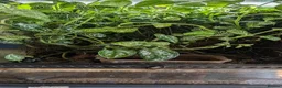 Frog reptiles for sale: Exo Terra Mature Bio Setup Group of 4 tinc Oyapok in Huddersfield - Advert 8
