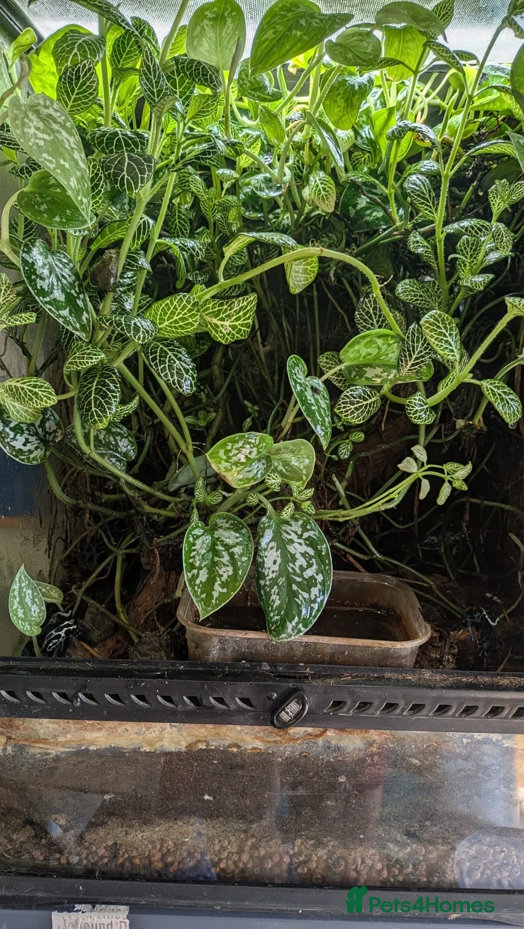 Frog reptiles for sale: Exo Terra Mature Bio Setup Group of 4 tinc Oyapok in Huddersfield - Advert 8