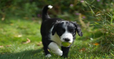 Mixed Breed dogs - Advert 2