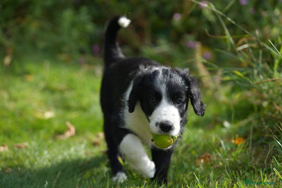 Mixed Breed dogs for sale: Collie mixed breed puppies - Image 2