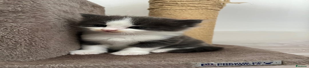 Siberian/Ragdoll Kitten 1